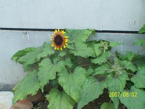 �˿�ǧ�����ƽ�ѧ��Ƶ��ϰ��ƽ����APEC�쵼����ȫ�Ҹ�(ͼ)...